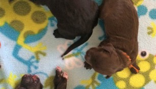 2017-puppy-litter-week1-3