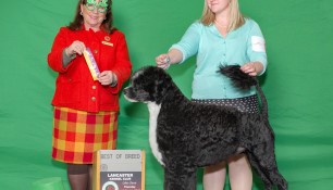 Best of Breed 2019 March 14 Lancaster KC